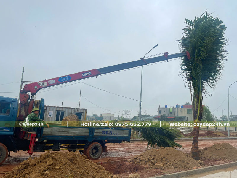 Cần cẩu đang đưa cây Dừa vào hố trồng tại Nhà máy Nhiệt Điện Nghi Sơn, Thanh Hóa