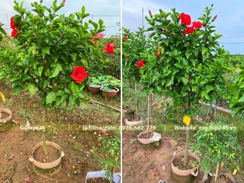 Những cây Dâm Bụt đỏ hoa đơn chiều cao khoảng 1,5 - 1,7m
