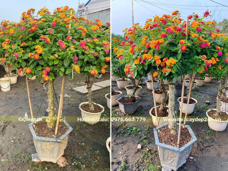 Những chậu cây hoa Ngũ Sắc thân tree chiều cao hơn 1m