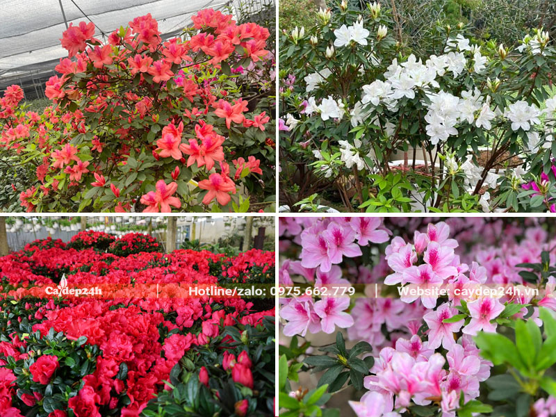 Hoa Đỗ Quyên đa dạng các loại màu sắc