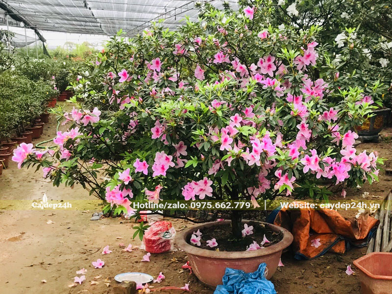 Chậu cây hoa Đỗ Quyên hồng trồng lâu năm, đường kính thán 1,2 - 1,5m