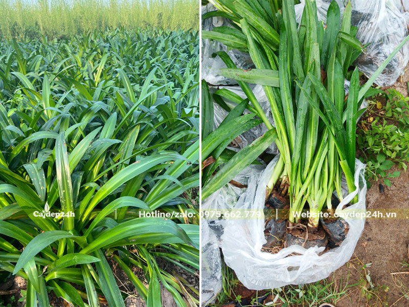 Thu hoạch cây giống bạch trinh biển cao 40 - 50cm