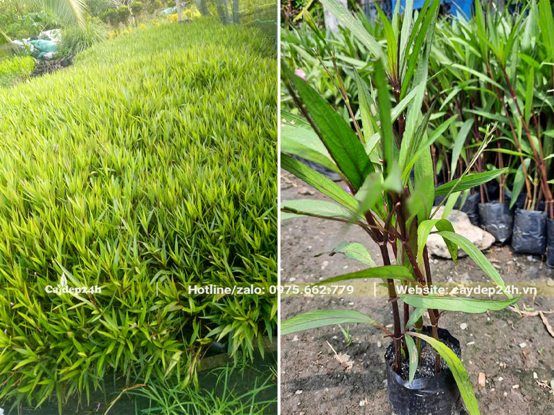 Hàng nghìn cây Chiều Tím giống cao gần 30cm