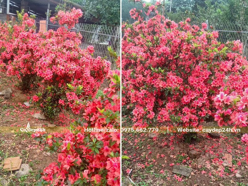 Những cây hoa Đỗ Quyên màu hồng cam bứng thẳng