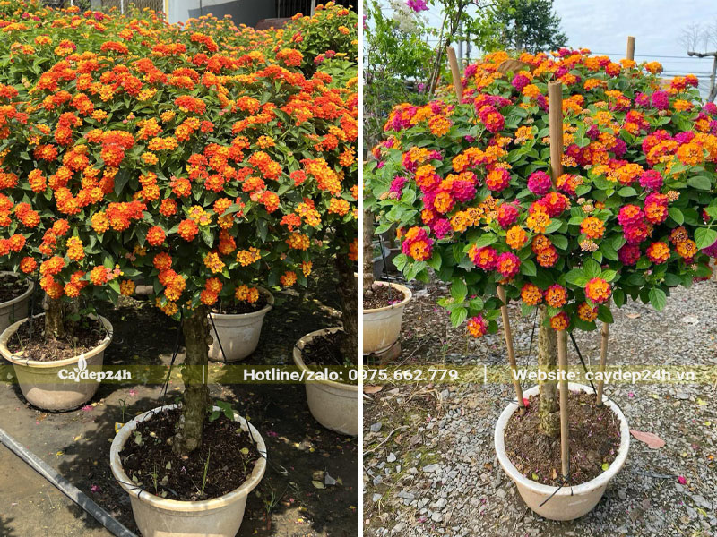 Những chậu cây Ngũ Sắc siêu hoa cao 1m2 - 1m5
