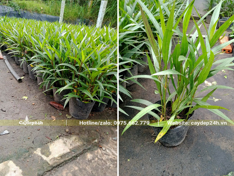 Khu vực chăm sóc và nuôi dưỡng cây Chiều Tím sau khi nhân giống