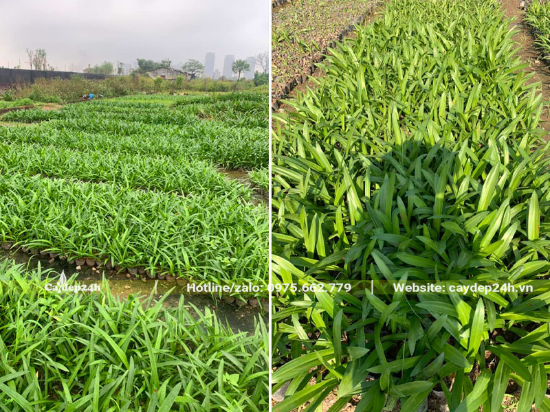 Vài hecta trồng cây giống Bạch Trinh Biển
