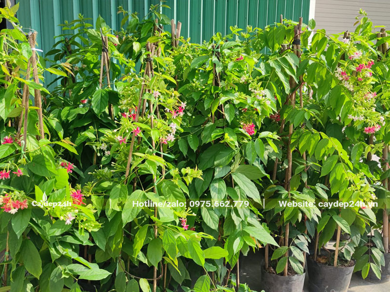 Hàng chục cây hoa Sử Quân Tử tập kết tại công trình