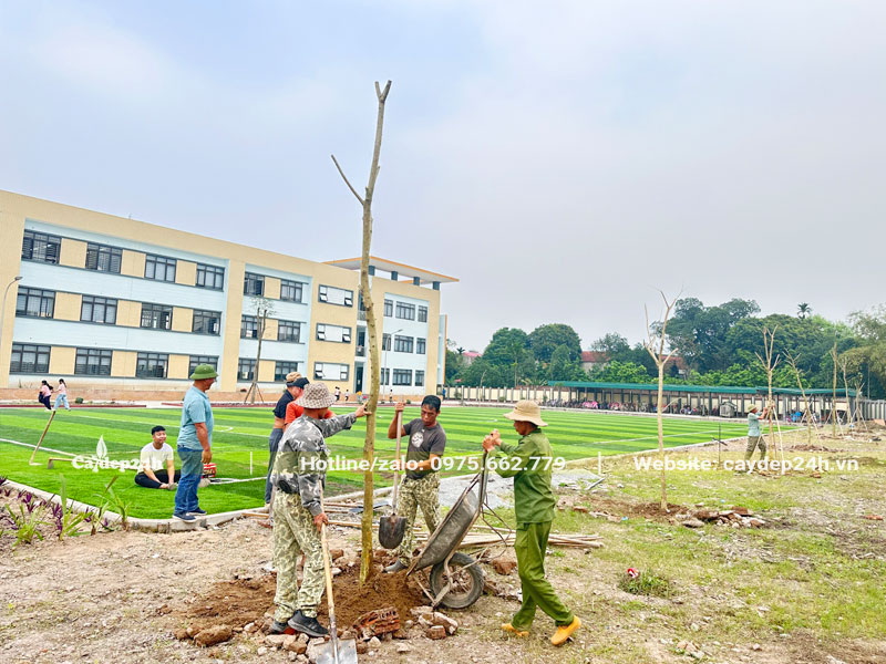 Lấp hố bằng đất tơi đã trộn thêm phân lót