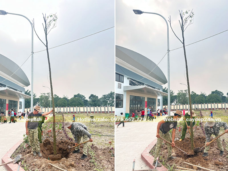 Lấp đất trồng cây tại Trường Tiểu học Phúc Tiến