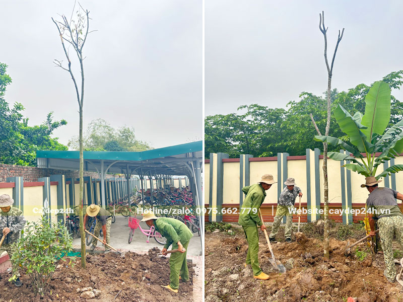 Thi công tròng cây cao 5m quanh khu vực nhà xe