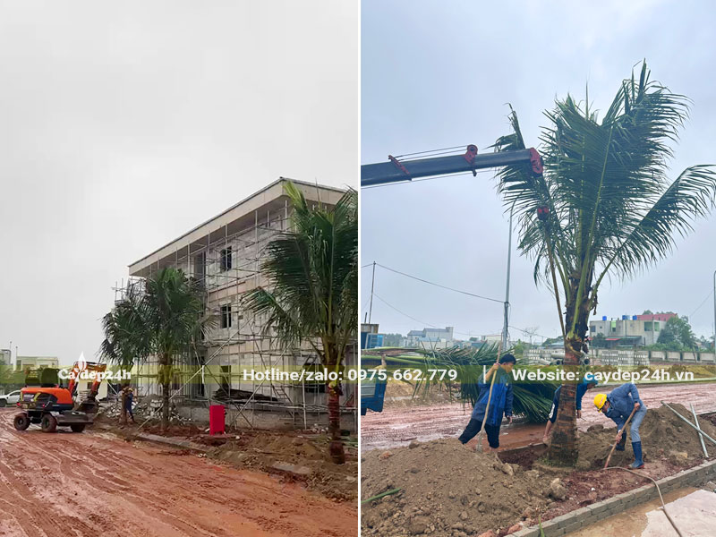 Những cây Dừa công trình cao gần bằng tòa nhà 3 tầng của nhà máy nhiệt điện Nghi Sơn