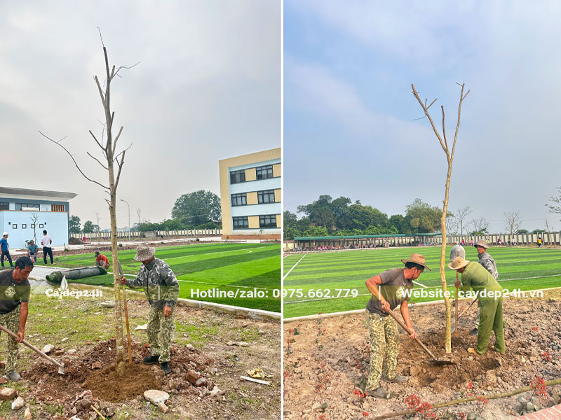 Lấp đất cho cây mới cây hoa Bằng Lăng mới trồng