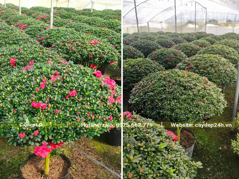 Nhà vườn có lưới che cẩn thận, đang nuôi dưỡng hàng trăm cây hoa Đỗ Quyên thân tree