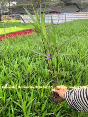 Cây giống Chiều Tím đang bắt đầu ra hoa