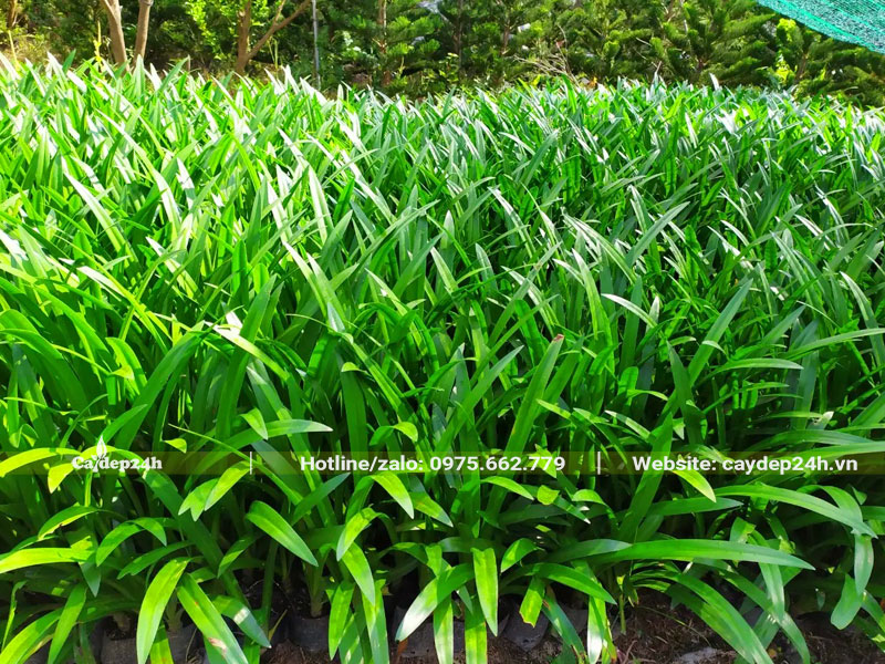 Số lượng lớn cây hoa Bạch Trinh Biển trưởng thành, chiều cao 50 - 60cm