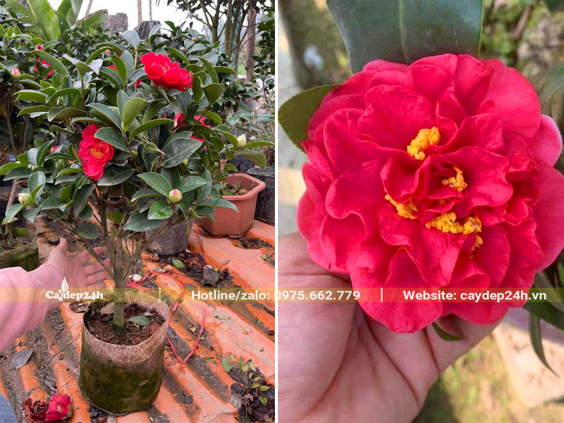Cây hoa trà thâm hồng bát diện cao 50cm