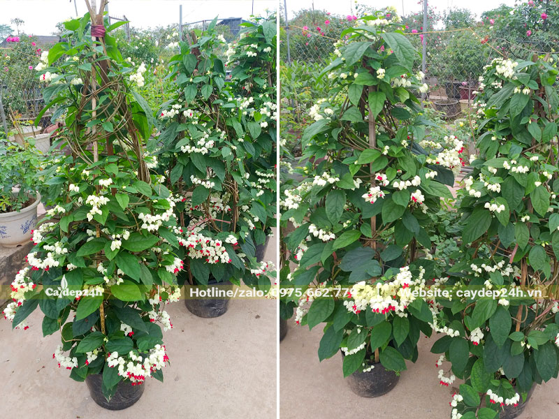 Cây Ngọc Nữ size lớn leo cao 1m5