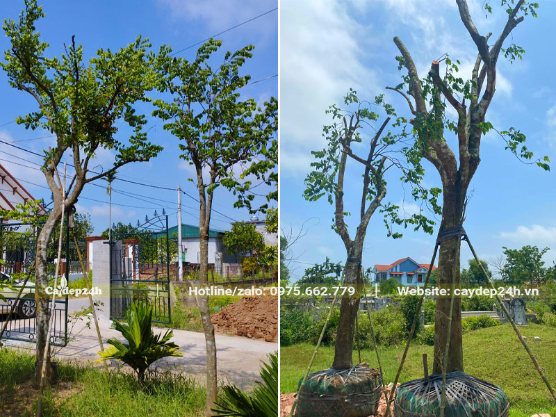 Hình ảnh cây Khế kích thước lớn và nhỏ, đánh thẳng và đã dâm ủ