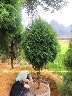 Đang dùng lưới bọc bầu cho cây Hoàng Đàn mới bứng