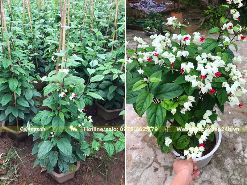 Vườn cây hoa Ngọc Nữ kích thước nhỏ, chiều cao 50 - 60cm