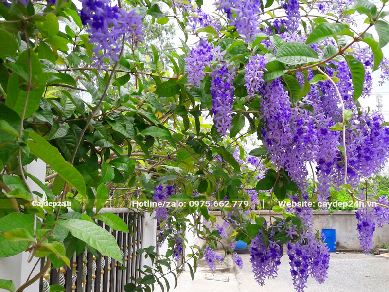 Cây Mai Xanh trồng hàng rào
