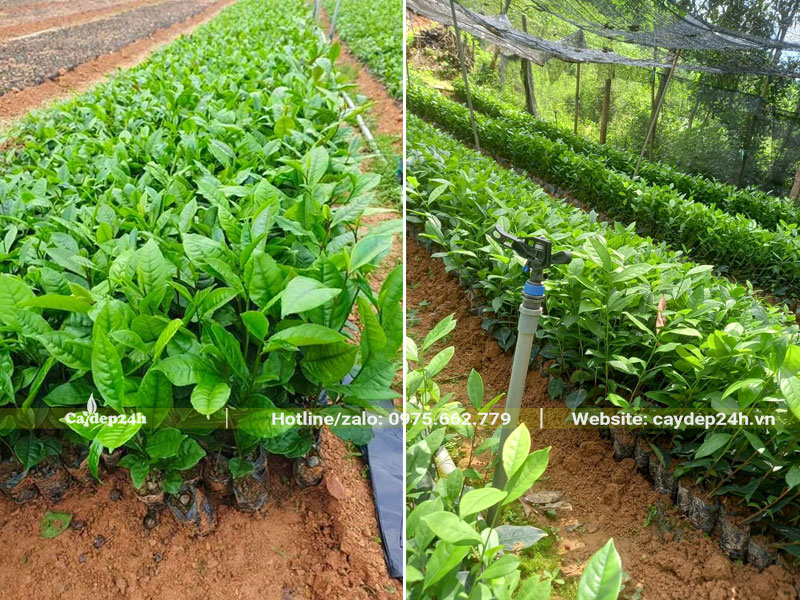 Cây giống chè xanh cao 30cm