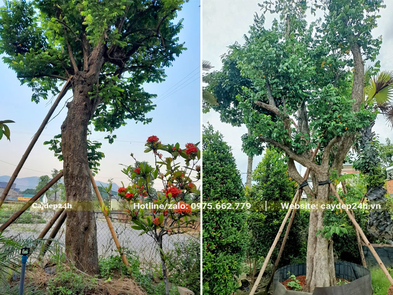 Những cây Khế cổ thụ đã dưỡng ủ và trống cọc lâu năm