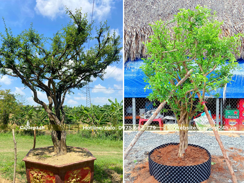 Cây sơ ri trồng chậu và trồng trong bầu đất, dựng cọc chống cẩn thận