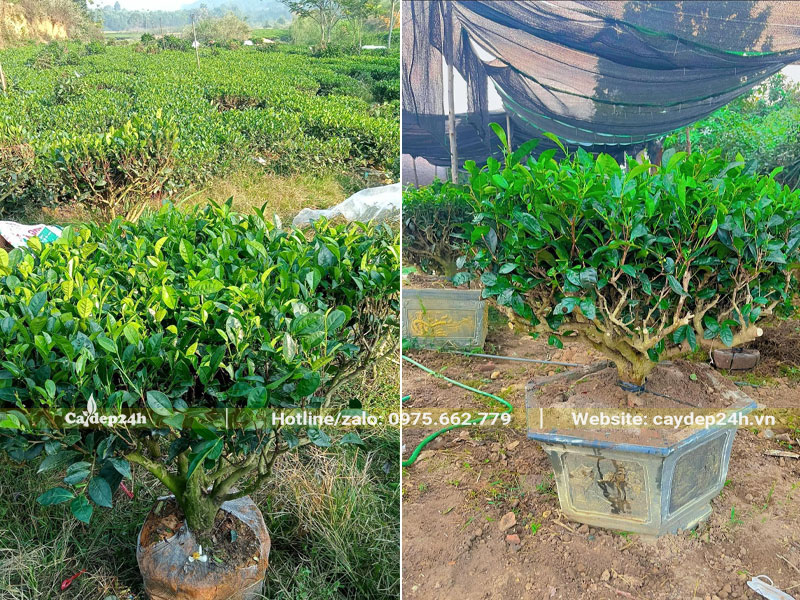 Chậu trồng cây Chè Xanh cao 50cm