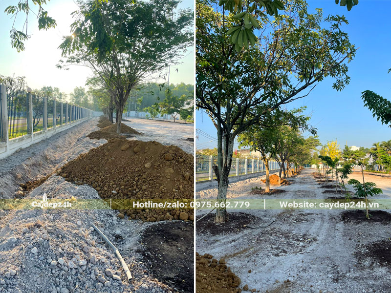 Đất hữu cơ được đổ thành từng đống cạnh gốc cây để tiến hành cải tạo