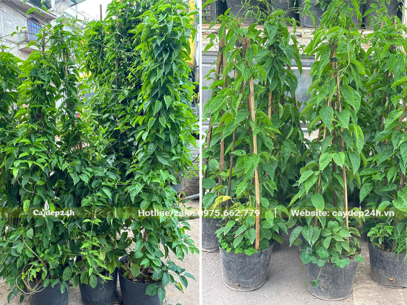 Cây giống hoa Chùm Ớt cao 1,5 - 2m