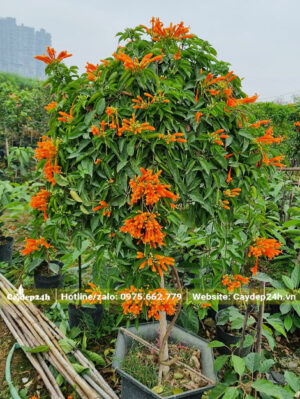 Châu cây hoa Chùm Ớt lâu năm