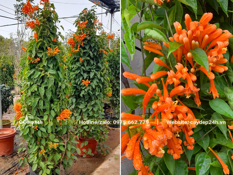 Cây Chùm Ớt cao hơn 2m, đang dưỡng tại nhà vườn