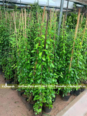 Hàng chục chậu cây cúc tần ấn độ cắm cọc leo cao hơn 1m