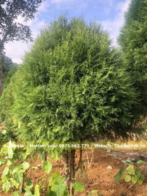 Cây Hoàng Đàn lâu năm đường kính tán gần 2m