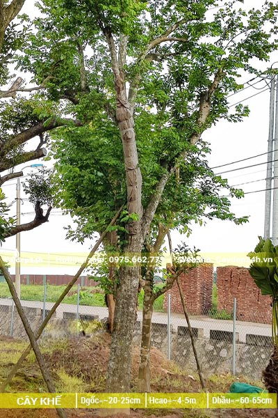 Dưỡng ủ cây Khế đường kính gốc trên 20cm tại vườn