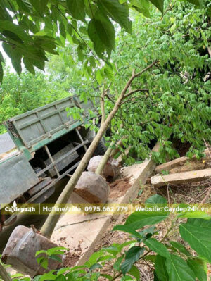Bứng cây Khế công trình và chuyển lên thùng xe tải