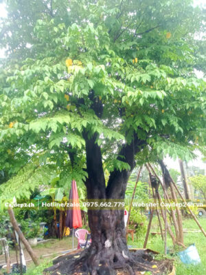 Khế cổ thụ đường kính gốc hơn 40cm