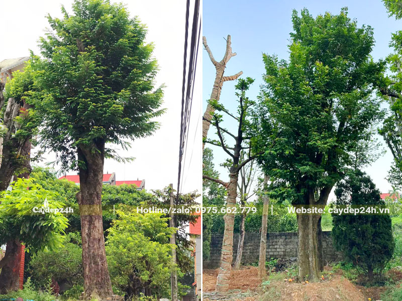 Hai cây Khế đại thụ vanh gốc 100 - 130