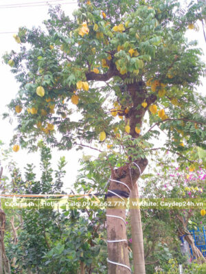 Cây Khế chua cổ thụ sum suê trái