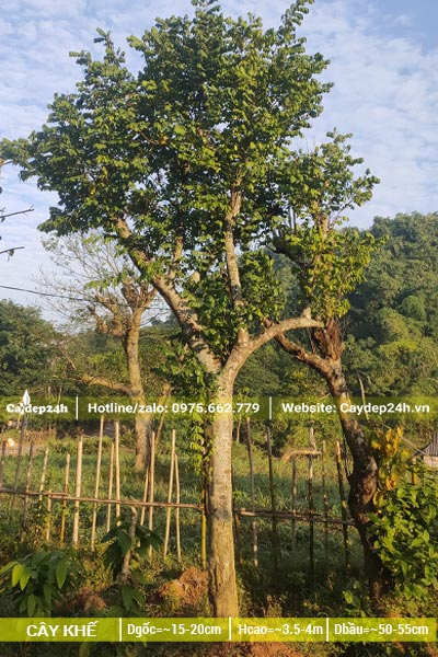 Dâm ủ cây Khế công trình đường kính gốc 15cm
