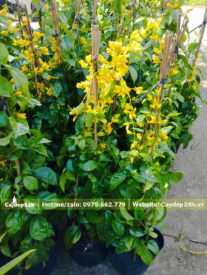 Cây nhỏ chiều cao 60 - 80cm đang ra hoa