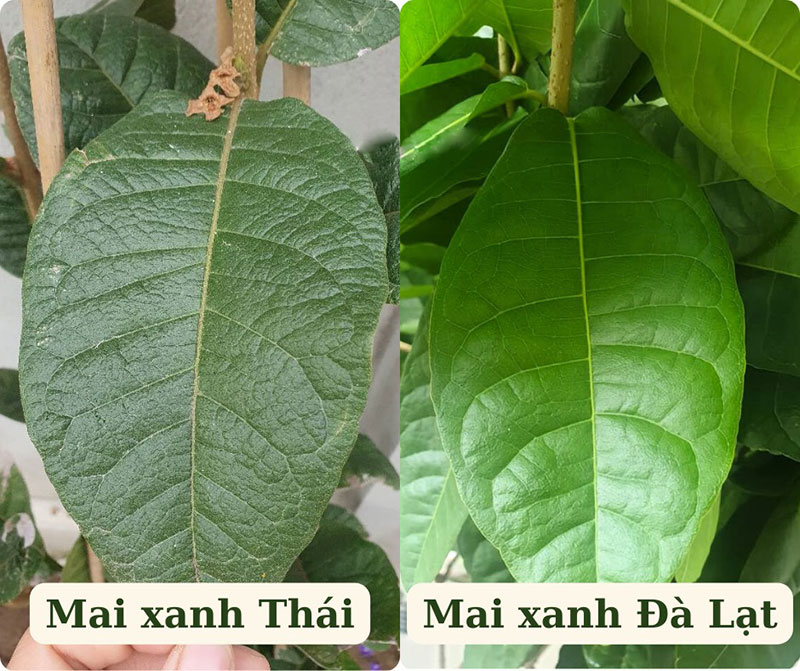 So sánh lá để phân biệt cây Mai Xanh Thái và Mai Xanh Đà Lạt