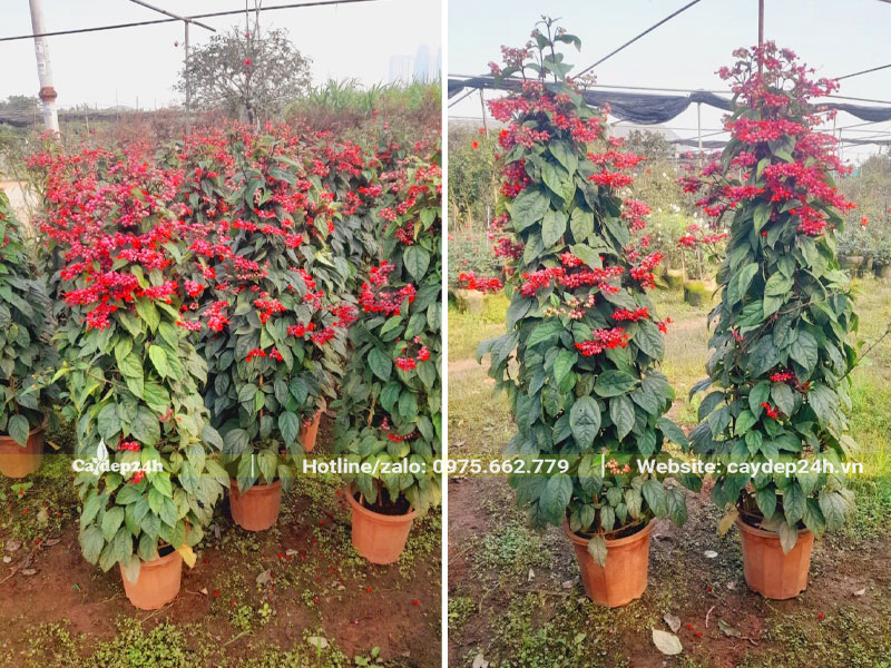 Vườn dưỡng số lượng lớn cây Ngọc Nữ đỏ size lớn