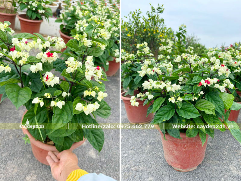 Vườn cây hoa Ngọc Nữ nhỏ, chiều cao 40cm