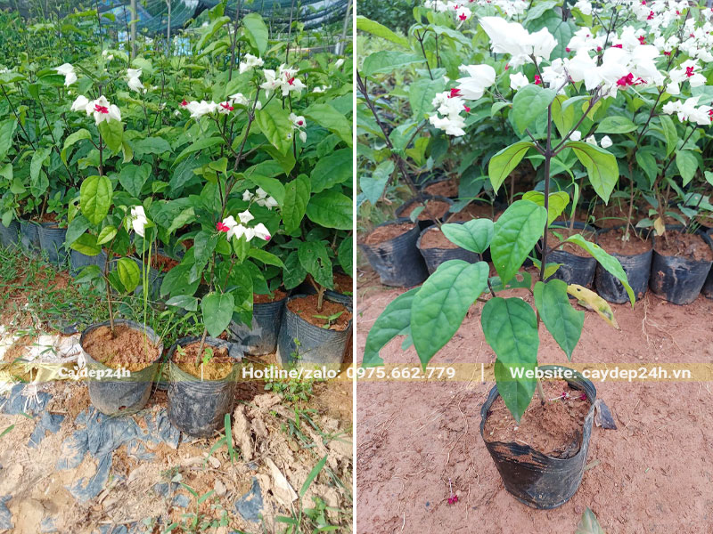 Hàng trăm cây giống Ngọc Nữ cao 40cm