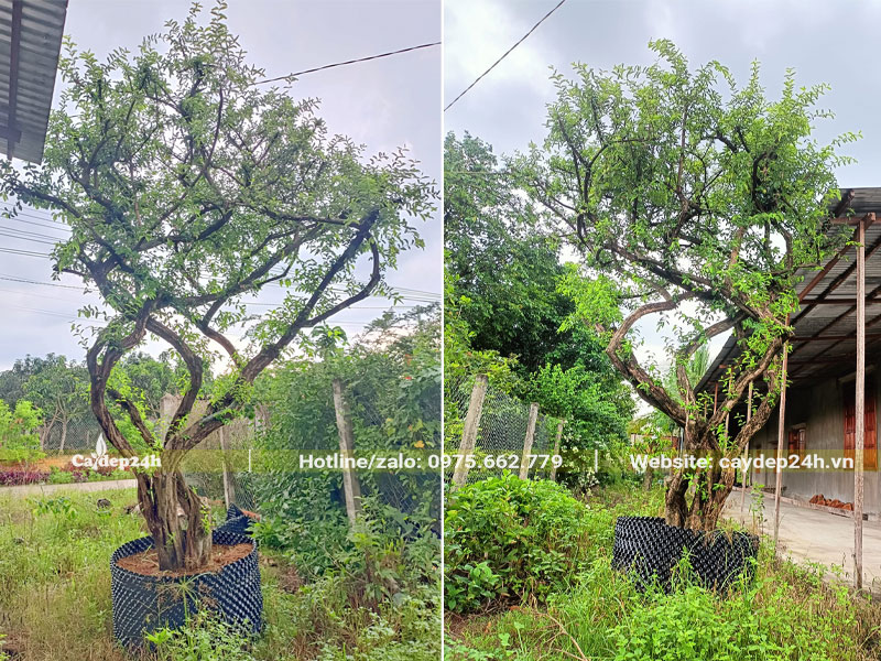 Dâm ủ trong bầu cây sơ ri cổ thụ dáng uốn lượn siêu đẹp