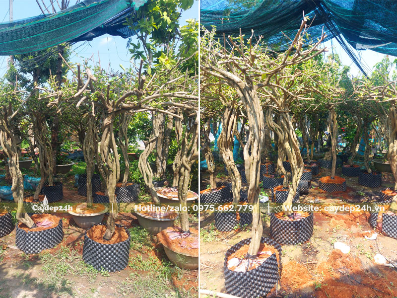 Cây dâm ủ bầu nổi trong vị trí có lưới đen che chắn