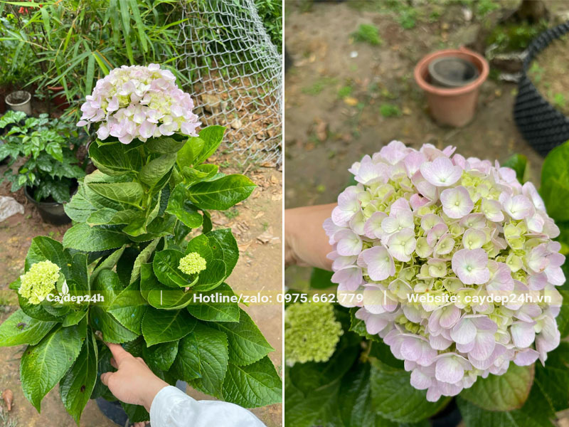 Chậu hoa Cẩm Tú Cầu đẹp, cao 50cm